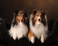 Picture of two Shetland Sheepdogs (sheltie) lying down