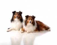 Picture of two Shetland Sheepdogs (sheltie)