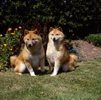 Picture of two shiba inus on grass