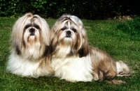 Picture of two shih tzus in show coats sitting together