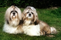 Picture of two shih tzus looking at camera