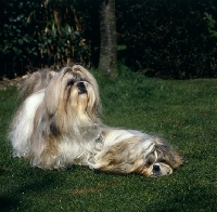 Picture of two shih tzus on grass