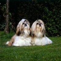 Picture of two shih tzus sitting together