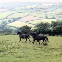 Picture of two shilstone rocks dartmoor mares and foal trotting on the moor