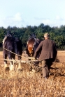 Picture of two shire horses and a man ploughing a field