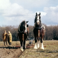 Picture of two shire horses at spring working