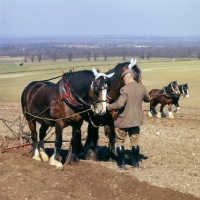 Picture of two shire horses at spring working