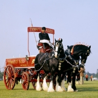 Picture of two shire horses in a display windsor, thwaites ales