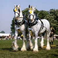 Picture of two shire horses in a musical drive, windsor