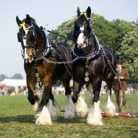 Picture of two shire horses in a musical drive, windsor