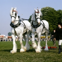 Picture of two shire horses in a musical drive, windsor