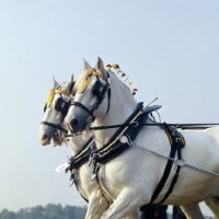 Picture of two shire horses in action