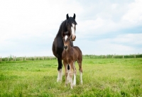 Picture of two shire horses in green field, one foal