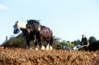 Picture of two shire horses in ploughing competition