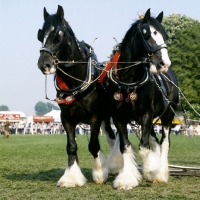 Picture of two shire horses looking different ways in musical drive, windsor