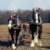 Picture of two shire horses ploughing at spring working