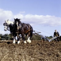 Picture of two shire horses ploughing