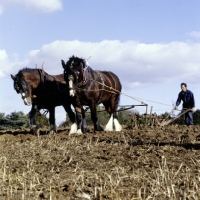 Picture of two shire horses ploughing