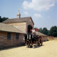 Picture of two shire horses with a courage brewers dray