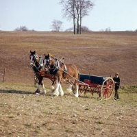 Picture of two shire horses with seed drill at spring working 