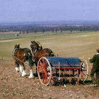 Picture of two shire horses with seed drill at spring working 