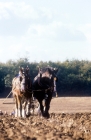 Picture of two shire horses working in a field