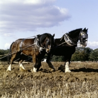 Picture of two shire horses working