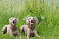 Picture of two shorthaired Weimaraners