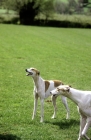 Picture of two show greyhounds looking up hopefully