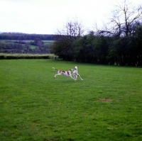 Picture of two show greyhounds playing in a field, bearwood