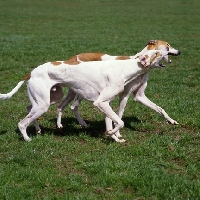 Picture of two show greyhounds playing