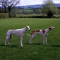 Picture of two show greyhounds standing in a field, bearwood