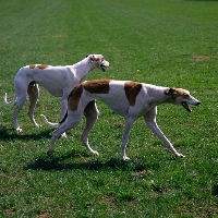 Picture of two show greyhounds walking in a field