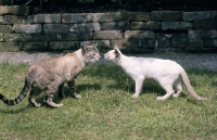 Picture of two siamese cats nose to nose