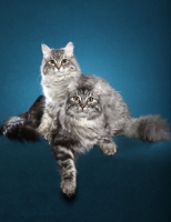 Picture of two Siberian cats, one standing over another
