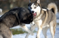 Picture of two Siberian Huskies playing fight