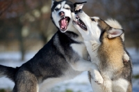 Picture of Two siberian huskies playing together