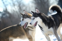 Picture of Two siberian huskies standing in a snow environment