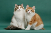Picture of two Siberians on green background