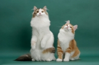 Picture of two Siberians on green background looking up