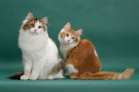 Picture of two Siberians on green background