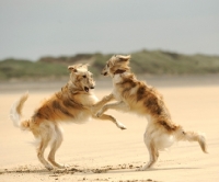 Picture of two Silken Windhounds playing on the beach
