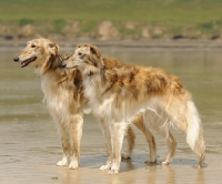 Picture of two Silken Windhounds standing on a beach