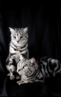 Picture of two silver tabby british shorthair cats