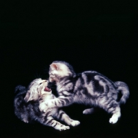Picture of two silver tabby kittens having a scrap