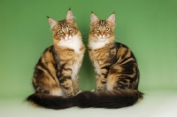 Picture of two similar brown tabby and white maine coon cats