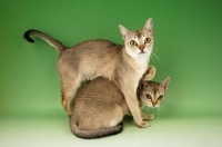 Picture of two singapura cats 