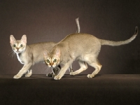 Picture of two singapura cats