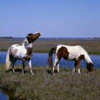 Picture of Two skewbald Chincoteague ponies, one scent savouring, on assateague island