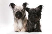 Picture of two Skye Terriers in studio (Santlin Suitably Tired and Santlin Shop A Holic)
